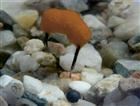 MONSTER KRAB  30g